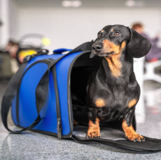 pet